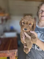 Annie, a female Poodle - Standard  for sale in Wagener, SC – 3 of 10