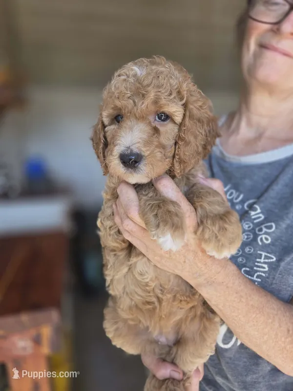 Adele – Poodle - Standard  puppy for sale in Wagener, SC