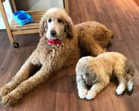 Adam, a male Poodle - Standard  for sale in Wagener, SC – 5 of 6