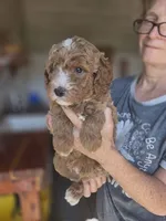 Asher, a male Poodle - Standard  for sale in Wagener, SC – 7 of 9