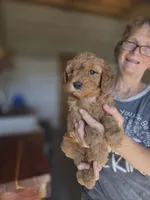 Annie, a female Poodle - Standard  for sale in Wagener, SC – 6 of 10