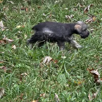 Buddy, a male Miniature Schnauzer for sale in Buffalo, MO – 5 of 7