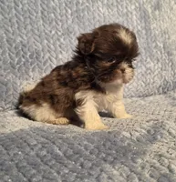 Nutmeg Tiny F1, a female Shih Tzu for sale in Buffalo, MO – 7 of 7