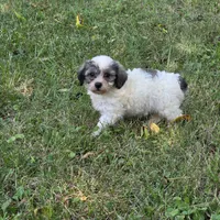 Million M1, a male Yorkipoo for sale in Buffalo, MO – 3 of 8