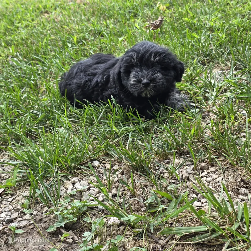 Cinderella – Miniature Schnauzer puppy for sale in Buffalo, MO