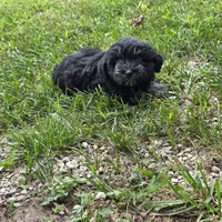 Cinderella, a female Miniature Schnauzer for sale in Buffalo, MO – 1 of 2