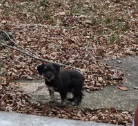 Beauty, a female Miniature Schnauzer for sale in Buffalo, MO – 3 of 3