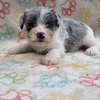 Izzy Ice M2, a male Miniature Schnauzer for sale in Buffalo, MO – 2 of 10