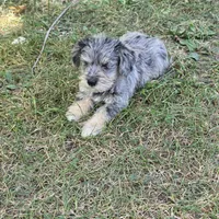 Merle F, a female Miniature Schnauzer for sale in Buffalo, MO – 3 of 5