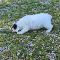 Poo M2, a male Yorkipoo for sale in Buffalo, MO – 5 of 5