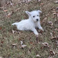 Darling, a female West Highland White Terrier for sale in Buffalo, MO – 4 of 4