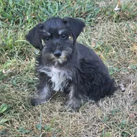 Beauty, a female Miniature Schnauzer for sale in Buffalo, MO – 3 of 10