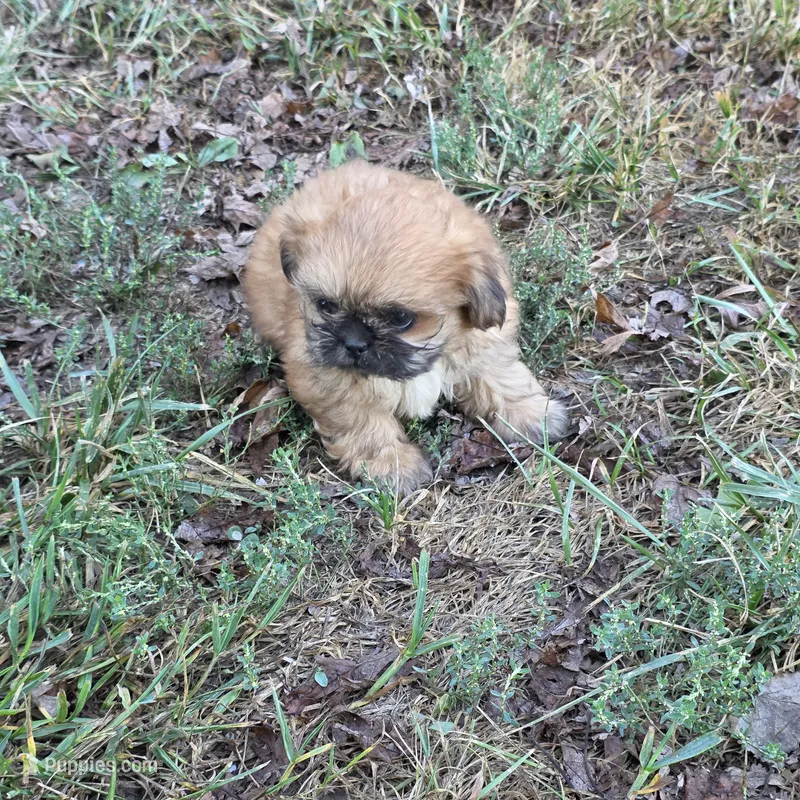 Small M2 – Shih Tzu puppy for sale in Buffalo, MO
