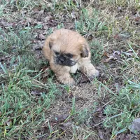 Small M2, a male Shih Tzu for sale in Buffalo, MO – 1 of 6