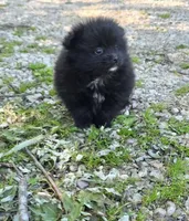 Attina M2, a male Pomeranian for sale in Buffalo, MO – 7 of 7