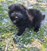 Attina M2, a male Pomeranian for sale in Buffalo, MO – 4 of 7
