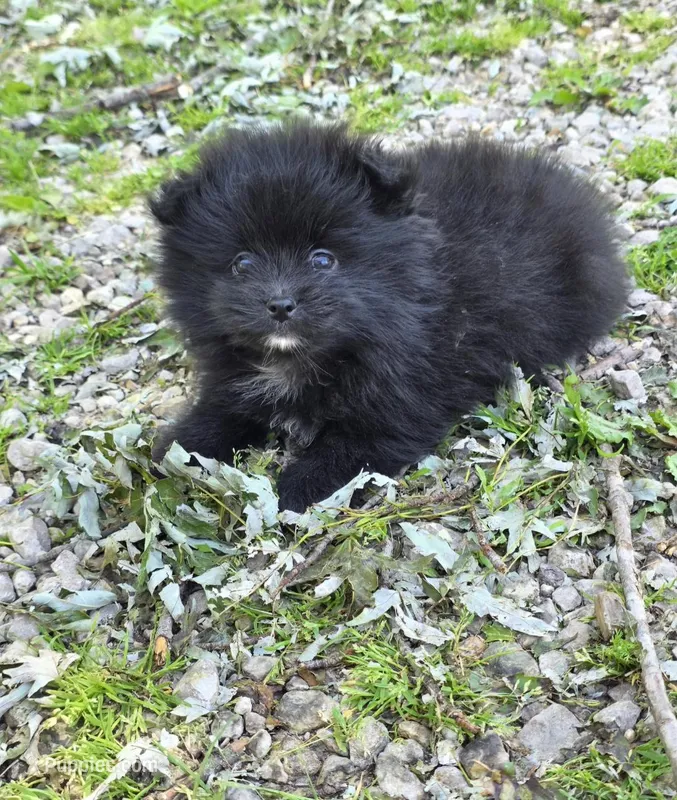 Attina M2 – Pomeranian puppy for sale in Buffalo, MO