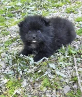 Attina M2, a male Pomeranian for sale in Buffalo, MO – 1 of 7
