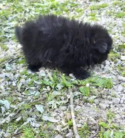 Attina M2, a male Pomeranian for sale in Buffalo, MO – 2 of 7