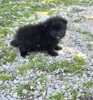 Attina M2, a male Pomeranian for sale in Buffalo, MO – 3 of 7