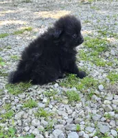 Attina M2, a male Pomeranian for sale in Buffalo, MO – 5 of 7