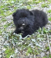 Attina M2, a male Pomeranian for sale in Buffalo, MO – 6 of 7