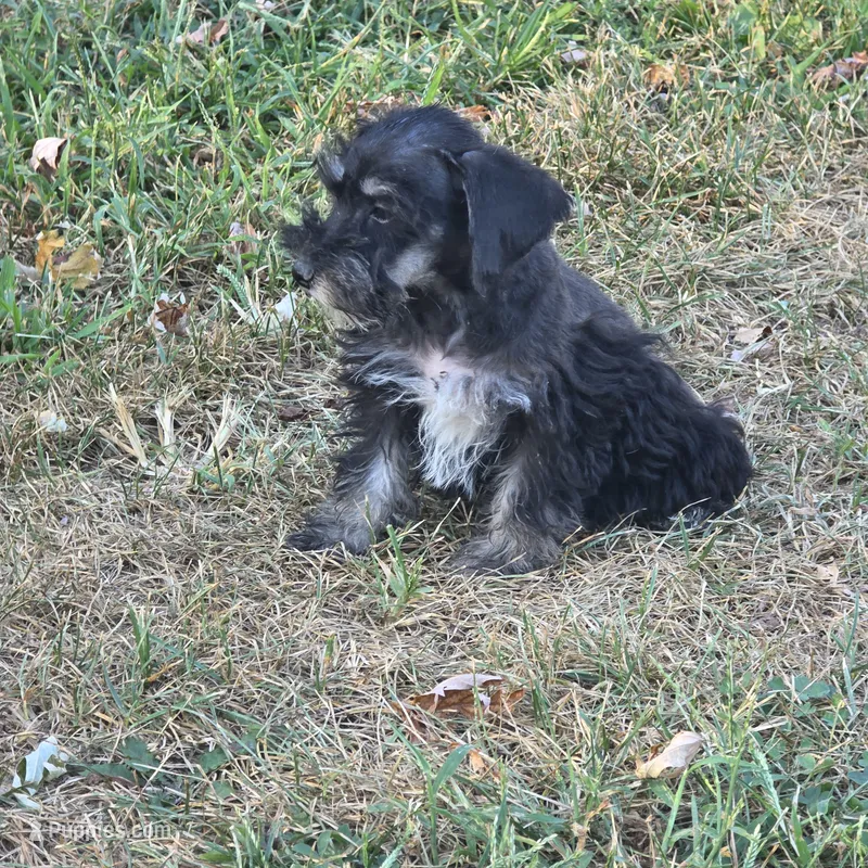 Beauty – Miniature Schnauzer puppy for sale in Buffalo, MO