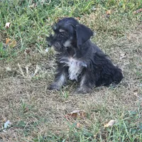 Beauty, a female Miniature Schnauzer for sale in Buffalo, MO – 1 of 10