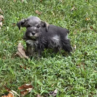 Buddy, a male Miniature Schnauzer for sale in Buffalo, MO – 4 of 7