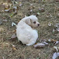 Morkipoo M1, a male Morkie for sale in Buffalo, MO – 3 of 5
