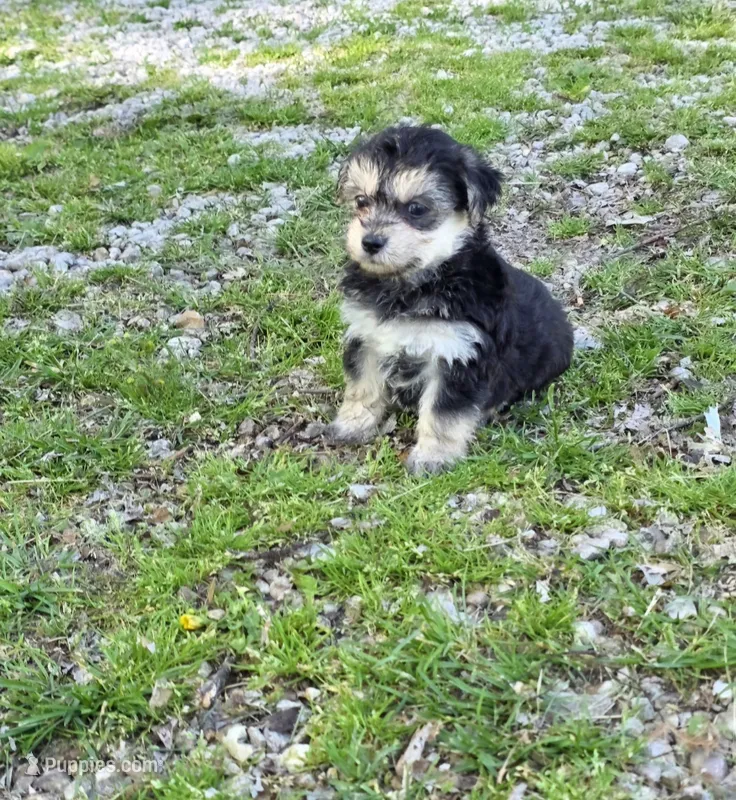 Blk/tan boy – Yorkipoo puppy for sale in Buffalo, MO