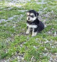 Blk/tan boy, a male Yorkipoo for sale in Buffalo, MO – 1 of 4