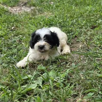 Autumn M1, a male Schnoodle for sale in Buffalo, MO – 5 of 6