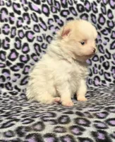 Winter F1, a female Pomeranian for sale in Buffalo, MO – Photo 4 of 8