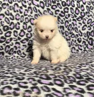 Winter F1, a female Pomeranian for sale in Buffalo, MO – Photo 8 of 8