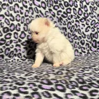 Winter F1, a female Pomeranian for sale in Buffalo, MO – Photo 6 of 8