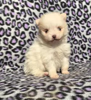 Winter F1, a female Pomeranian for sale in Buffalo, MO – Photo 3 of 8