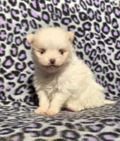 Winter F1, a female Pomeranian for sale in Buffalo, MO – Photo 2 of 8