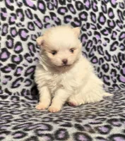 Winter F1, a female Pomeranian for sale in Buffalo, MO – Photo 5 of 8