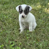 Harmony F1, a female Chorkie for sale in Buffalo, MO – 2 of 7