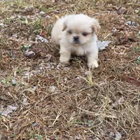 Cream M, a male Shih Tzu for sale in Buffalo, MO – 4 of 4
