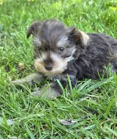 Windy F3, a female Miniature Schnauzer for sale in Buffalo, MO – 4 of 4
