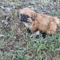 Small M2, a male Shih Tzu for sale in Buffalo, MO – 6 of 6