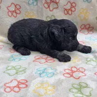 Black F, a female Miniature Schnauzer for sale in Buffalo, MO – 5 of 7