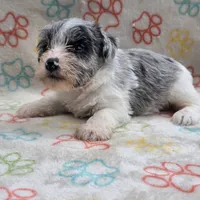 Izzy Ice M2, a male Miniature Schnauzer for sale in Buffalo, MO – 3 of 10