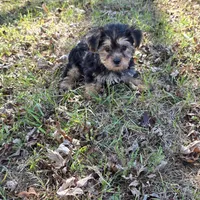 Sweetie M, a male Yorkshire Terrier for sale in Buffalo, MO – 4 of 7