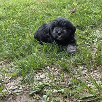 Cinderella, a female Miniature Schnauzer for sale in Buffalo, MO – 2 of 2