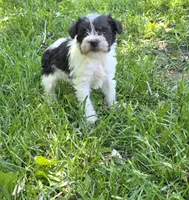 Windy F4, a female Miniature Schnauzer for sale in Buffalo, MO – 3 of 4