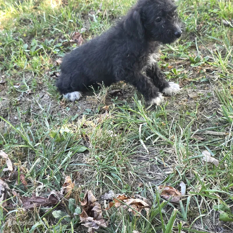 Autumn F3 – Schnoodle puppy for sale in Buffalo, MO