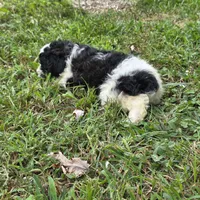 Autumn F2, a female Schnoodle for sale in Buffalo, MO – 2 of 8